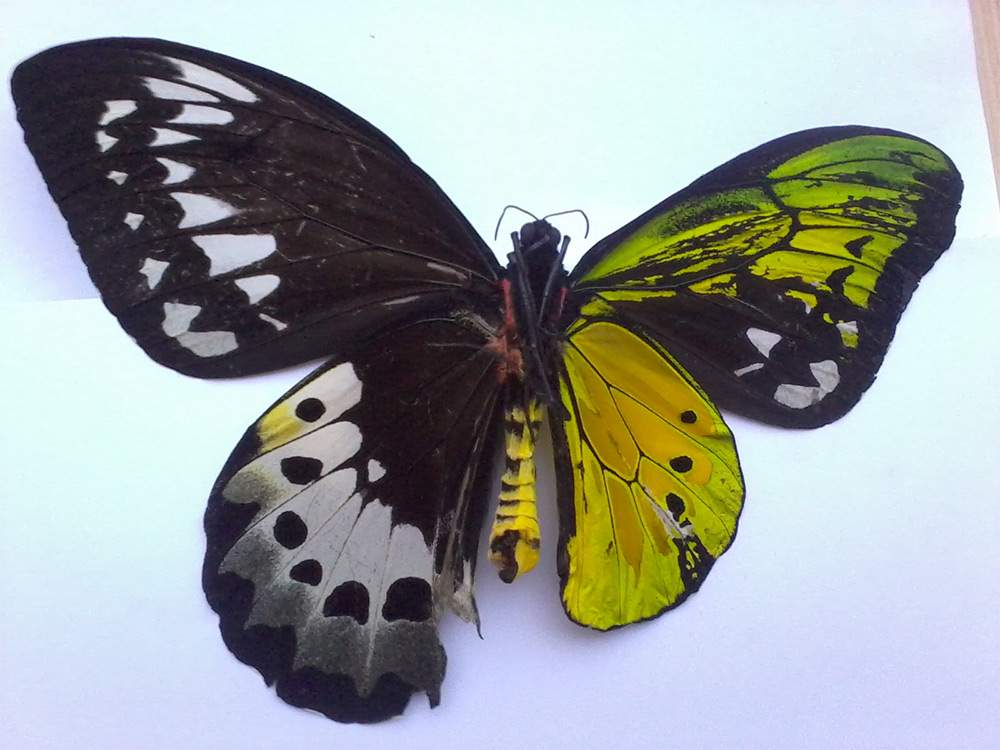 Ornithoptera unid (bilateral gynandromorph, verso, tumblr_n6boq9y6cU1r1w416o2_1280) (Internet Image property of respective owner, non-commercial use only)